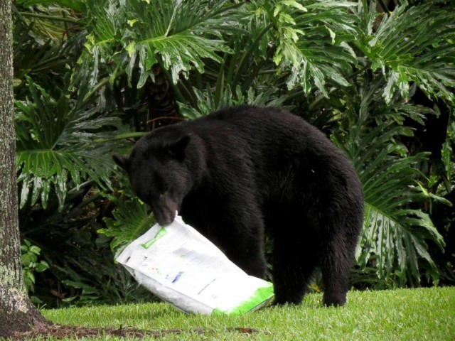 ตากล้องมะกันแอบถ่าย "หมีควาย" กิน "อาหารหมา" แล้วนอนตีพุงสบาย