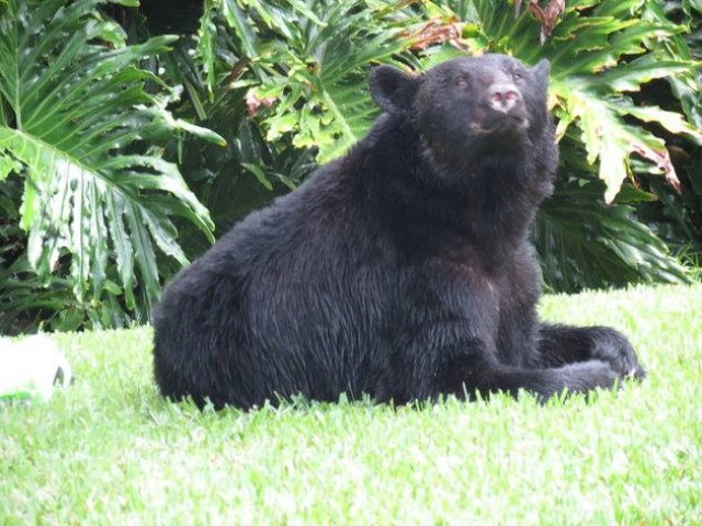 ตากล้องมะกันแอบถ่าย "หมีควาย" กิน "อาหารหมา" แล้วนอนตีพุงสบาย