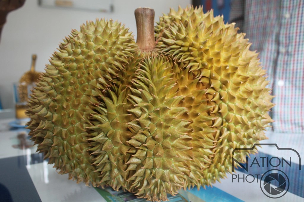 ฮือฮา ทุเรียนลับแลออกผลคล้ายรูปหัวใจแถมเป็นแฝดสาม ฮือฮา ทุเรียนลับแลออกผลคล้ายรูปหัวใจแถมเป็นแฝดสาม