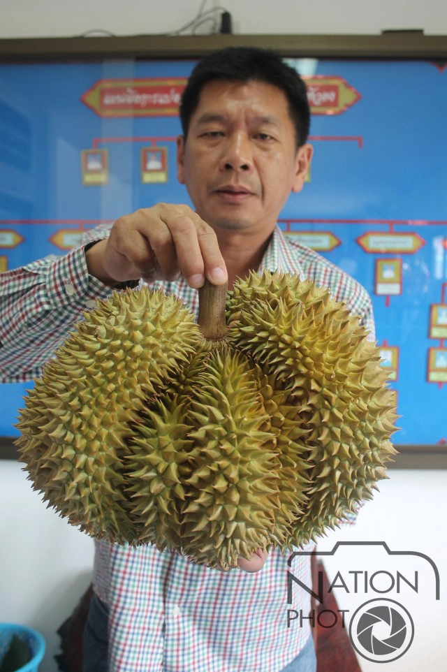 ฮือฮา ทุเรียนลับแลออกผลคล้ายรูปหัวใจแถมเป็นแฝดสาม