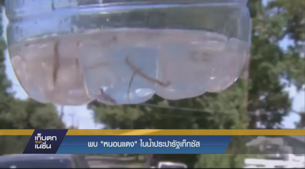 พบ "หนอนแดง" ในน้ำประปารัฐเท็กซัส พบ "หนอนแดง" ในน้ำประปารัฐเท็กซัส