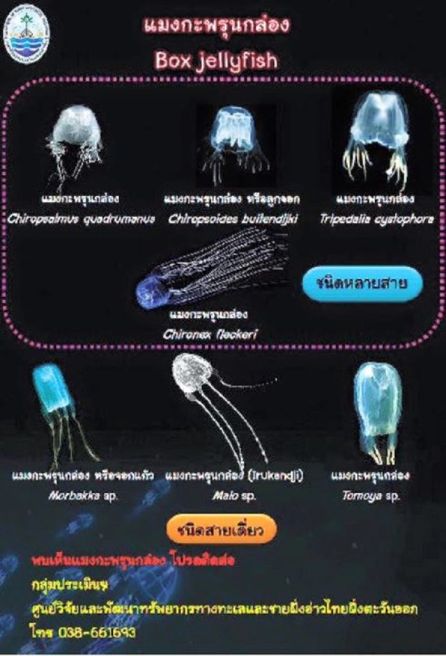 อ.ธรณ์แนะวิธีหลีกเลี่ยง-ปฏิบัติเรื่อง"แมงกะพรุนกล่อง"