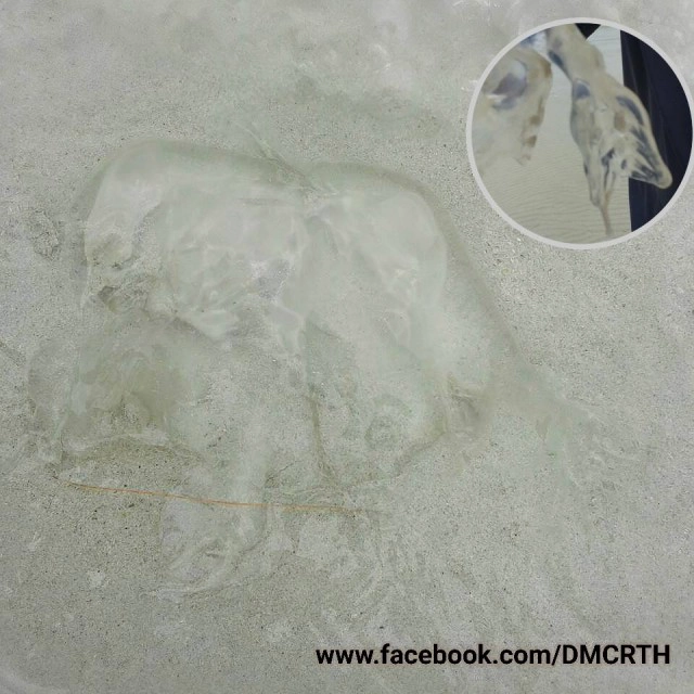 ทช. ตรวจพบ"แมงกะพรุนกล่อง" ที่เกาะพะงัน