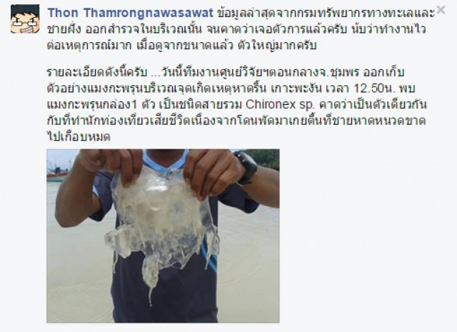 ทช. ตรวจพบ"แมงกะพรุนกล่อง" ที่เกาะพะงัน