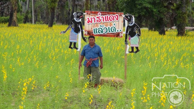 ดอกปอเทืองบาน ณ หมู่บ้านรำแดง พร้อมต้อนรับนักท่องเที่ยว
