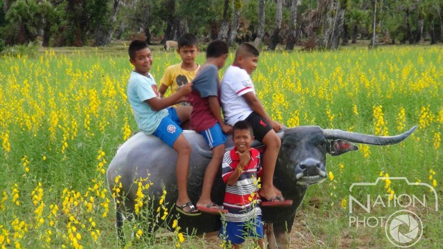 ดอกปอเทืองบาน ณ หมู่บ้านรำแดง พร้อมต้อนรับนักท่องเที่ยว