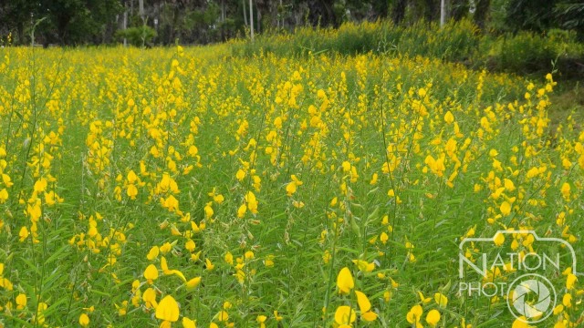 ดอกปอเทืองบาน ณ หมู่บ้านรำแดง พร้อมต้อนรับนักท่องเที่ยว