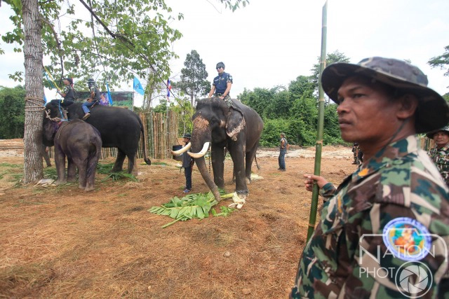 ภาพชุด โครงการ คืนช้างสู่ธรรมชาติป่าแก่งกระจาน