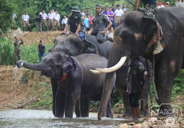 ภาพชุด โครงการ คืนช้างสู่ธรรมชาติป่าแก่งกระจาน
