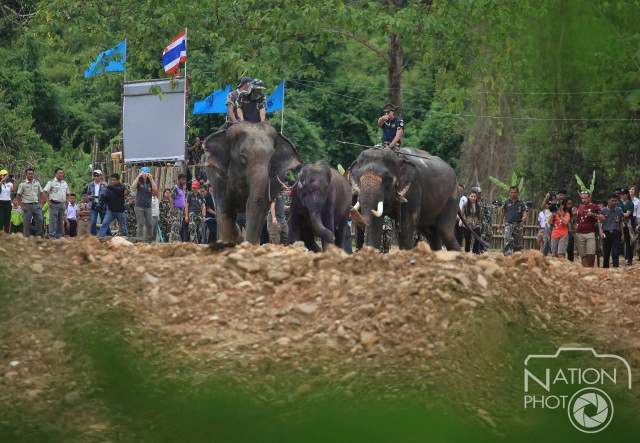 ภาพชุด โครงการ คืนช้างสู่ธรรมชาติป่าแก่งกระจาน