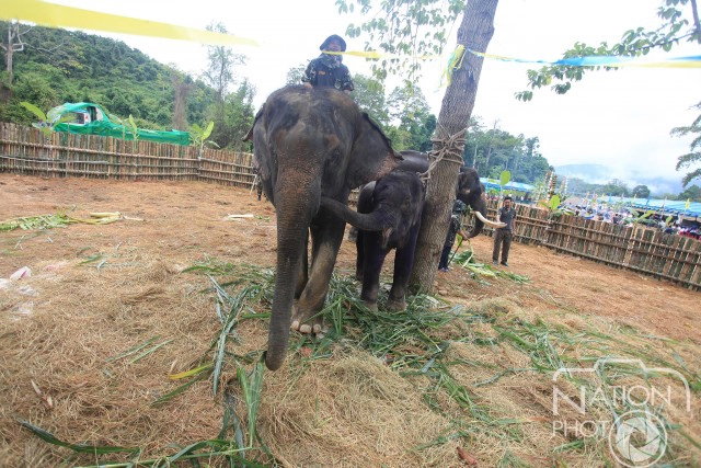 ภาพชุด โครงการ คืนช้างสู่ธรรมชาติป่าแก่งกระจาน