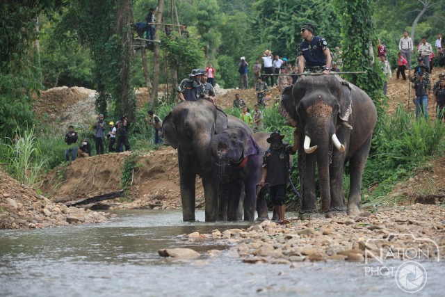ภาพชุด โครงการ คืนช้างสู่ธรรมชาติป่าแก่งกระจาน