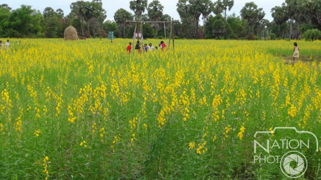 ดอกปอเทืองบาน ณ หมู่บ้านรำแดง พร้อมต้อนรับนักท่องเที่ยว