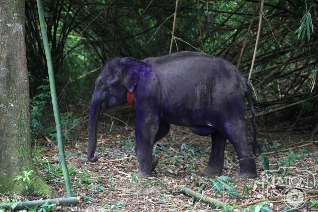 ภาพชุด โครงการ คืนช้างสู่ธรรมชาติป่าแก่งกระจาน