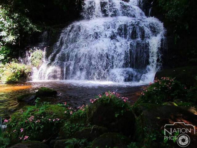ดอกลิ้นมังกรบาน ที่น้ำตกหมันแดง