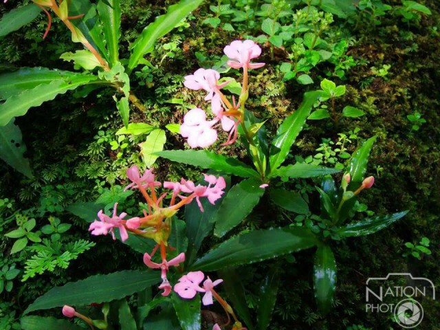 ดอกลิ้นมังกรบาน ที่น้ำตกหมันแดง