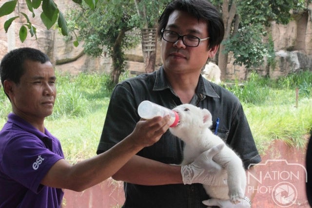 ลูกสิงโตขาวสมาชิกใหม่สวนสัตว์ขอนแก่น