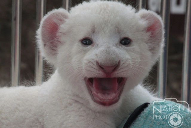 ลูกสิงโตขาวสมาชิกใหม่สวนสัตว์ขอนแก่น