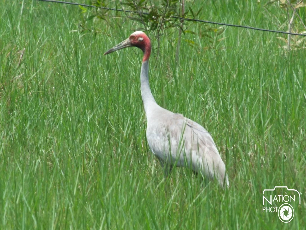 ปล่อยฝูงนกกระเรียนพันธุ์ไทย "คืนสู่ธรรมชาติ"