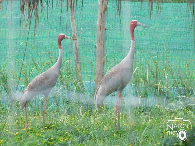 ปล่อยฝูงนกกระเรียนพันธุ์ไทย "คืนสู่ธรรมชาติ"