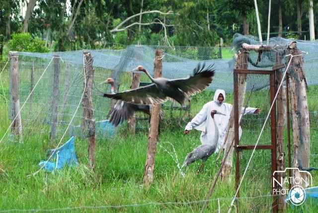 ปล่อยฝูงนกกระเรียนพันธุ์ไทย "คืนสู่ธรรมชาติ"