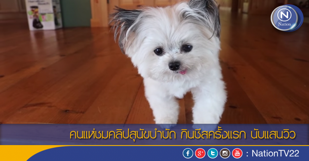 คนแห่ชมคลิปสุนัขบำบัด กินชีสครั้งแรก นับแสนวิว