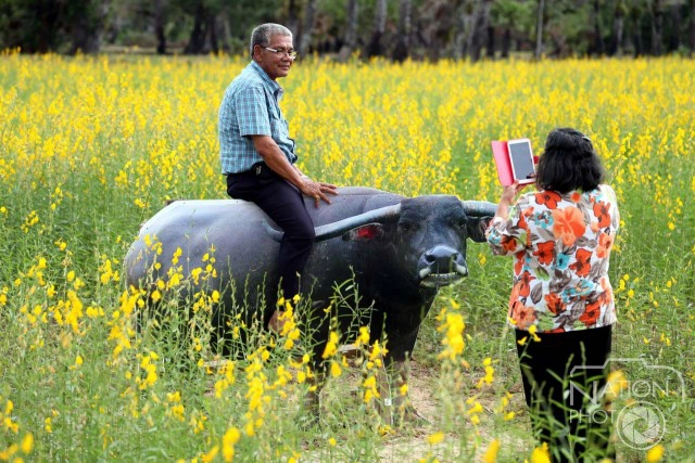 "ทุ่งปอเทือง"สถานที่ท่องเที่ยวแห่งใหม่ของ จ.สงขลา