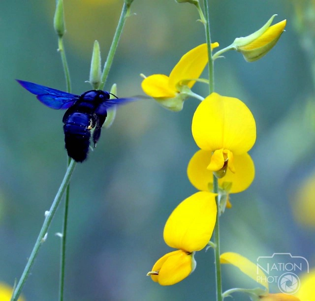 "ทุ่งปอเทือง"สถานที่ท่องเที่ยวแห่งใหม่ของ จ.สงขลา