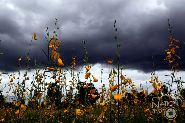 "ทุ่งปอเทือง"สถานที่ท่องเที่ยวแห่งใหม่ของ จ.สงขลา