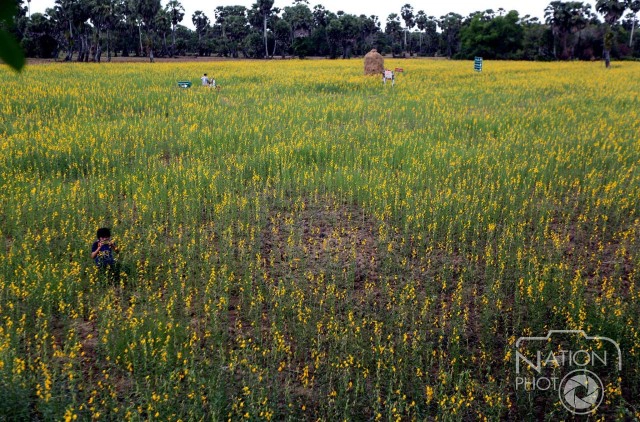 "ทุ่งปอเทือง"สถานที่ท่องเที่ยวแห่งใหม่ของ จ.สงขลา