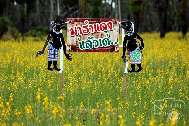 "ทุ่งปอเทือง"สถานที่ท่องเที่ยวแห่งใหม่ของ จ.สงขลา