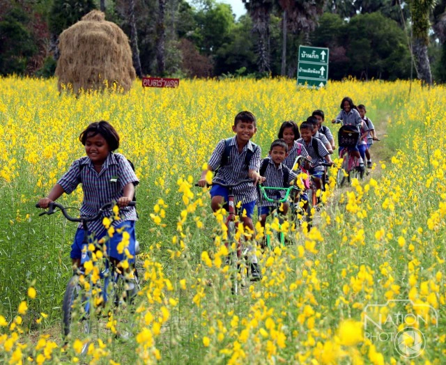 "ทุ่งปอเทือง"สถานที่ท่องเที่ยวแห่งใหม่ของ จ.สงขลา