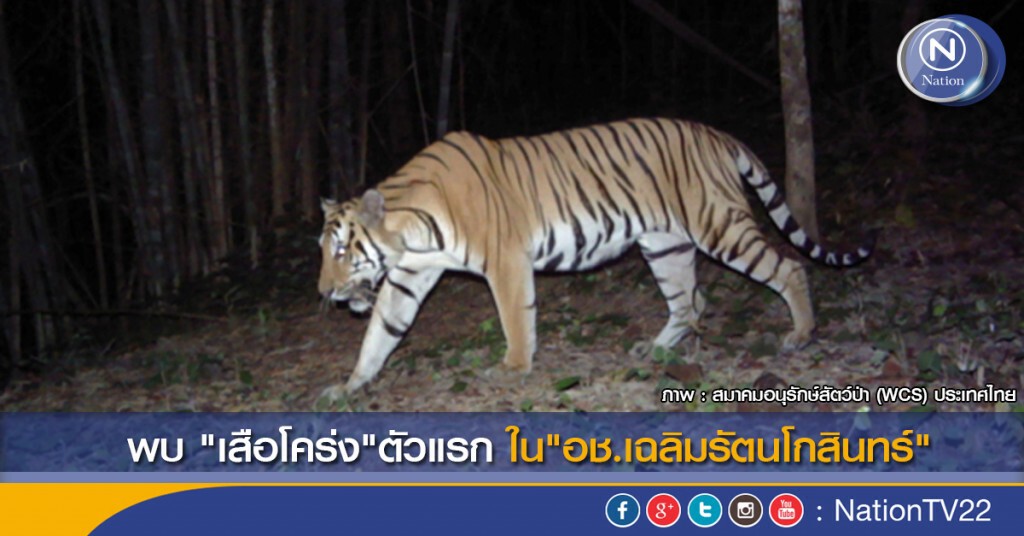พบ "เสือโคร่ง"ตัวแรกใน "อช.เฉลิมรัตนโกสินทร์" พบ "เสือโคร่ง"ตัวแรกใน "อช.เฉลิมรัตนโกสินทร์"