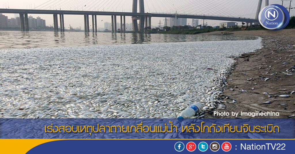 เร่งสอบเหตุปลาตายเกลื่อนแม่น้ำ หลังโกดังเทียนจินระเบิด