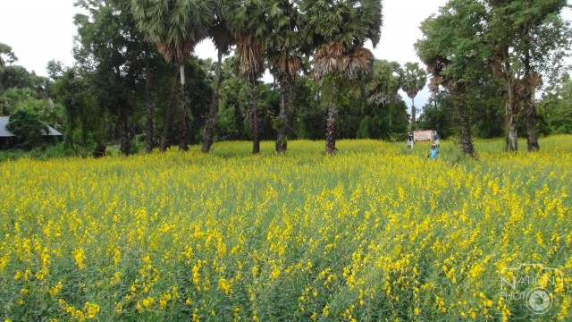 ชาวสงขลาแห่ชม "ทุ่งปอเทือง"บานสะพรั่ง