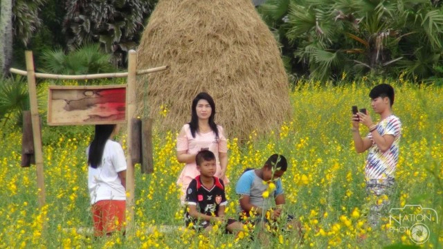 ชาวสงขลาแห่ชม "ทุ่งปอเทือง"บานสะพรั่ง