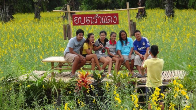 ชาวสงขลาแห่ชม "ทุ่งปอเทือง"บานสะพรั่ง