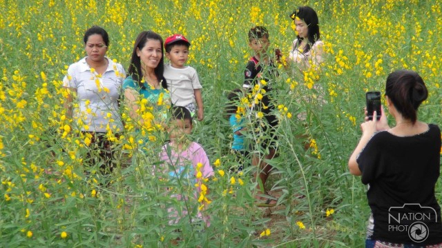 ชาวสงขลาแห่ชม "ทุ่งปอเทือง"บานสะพรั่ง