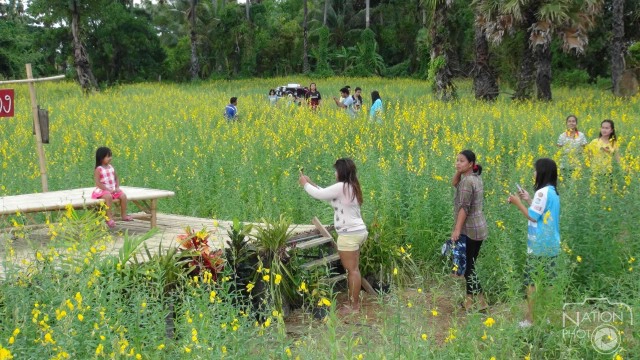 ชาวสงขลาแห่ชม "ทุ่งปอเทือง"บานสะพรั่ง