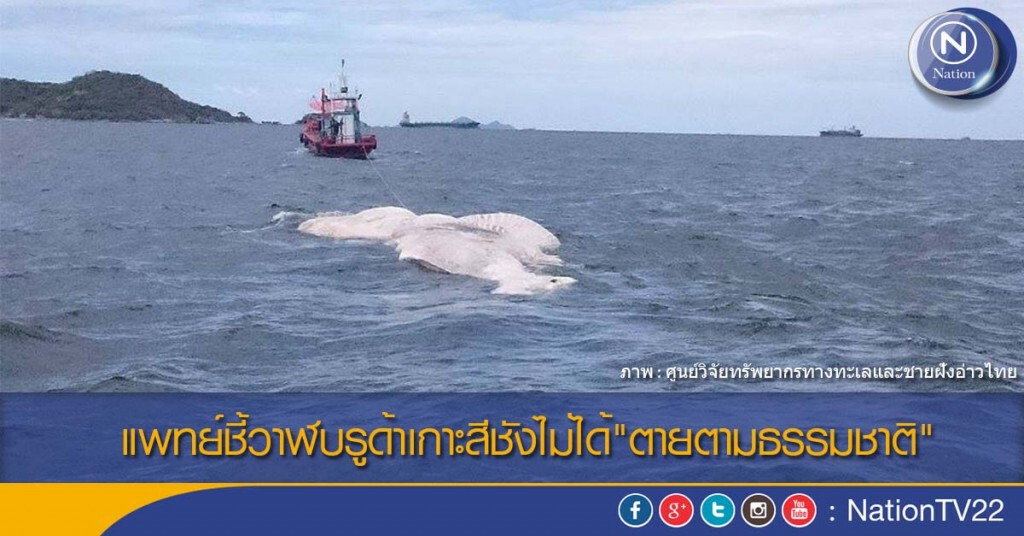 แพทย์ชี้วาฬบรูด้าเกาะสีชังไม่ได้"ตายตามธรรมชาติ" แพทย์ชี้วาฬบรูด้าเกาะสีชังไม่ได้"ตายตามธรรมชาติ"
