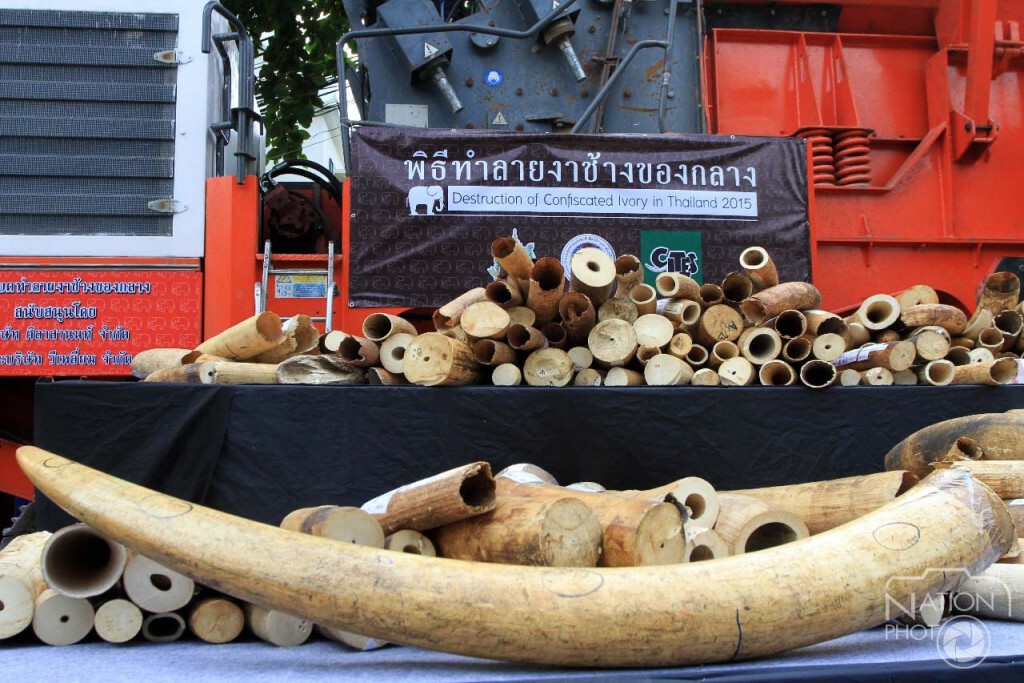 บดทำลาย"งาช้างผิดกม."ครั้งแรกของไทย บดทำลาย"งาช้างผิดกม."ครั้งแรกของไทย