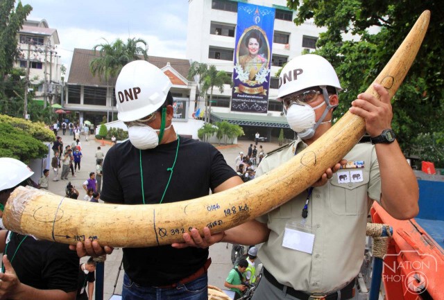 บดทำลาย"งาช้างผิดกม."ครั้งแรกของไทย