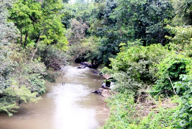 ช้างตกมันฆ่าควาญตาย ก่อนเตลิดหนี 3 นักท่องเที่ยวจีนติดอยู่บนหลังช้าง