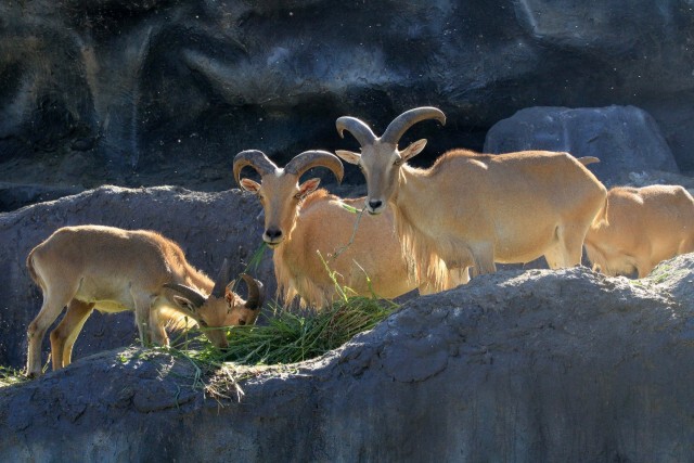 ชมสัตว์ป่าแบบใกล้ชิด ที่เชียงใหม่ไนท์ซาฟารี