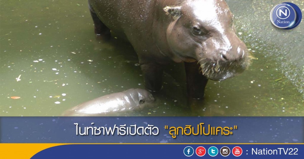ไนท์ซาฟารีเปิดตัว "ลูกฮิปโปแคระ" ไนท์ซาฟารีเปิดตัว "ลูกฮิปโปแคระ"