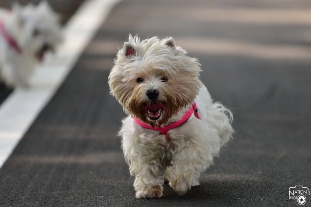 "ศูนย์กีฬาทางน้ำบึงหนองบอน" สถานออกกำลังกายทางเลือกใหม่ คน กทม.