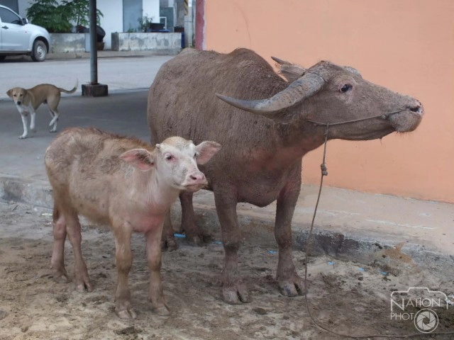 พบควายเผือก 2 แม่ลูก หลุดเข้าตลาดสดพิมายเมืองใหม่