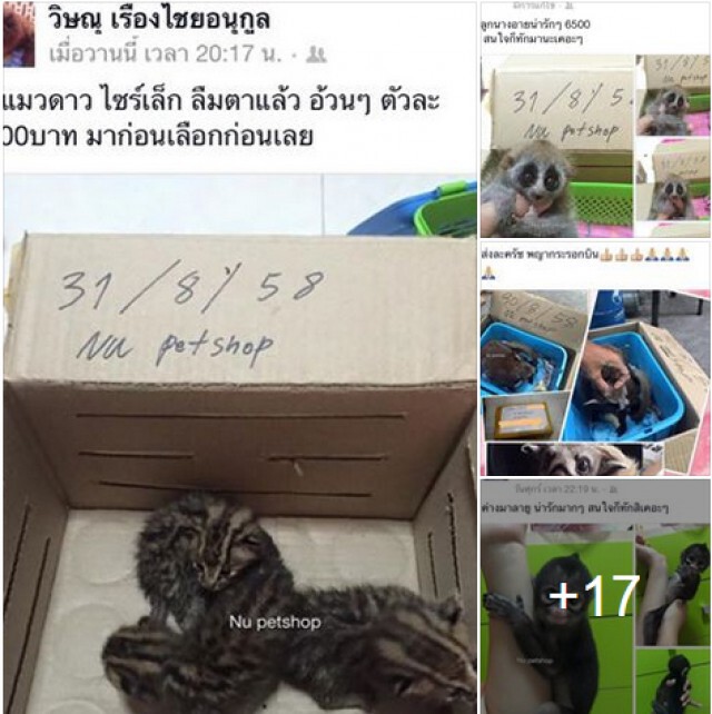 กรมอุทยานฯ ตั้งทีมสกัด"ค้าสัตว์ป่า"ผ่านโซเชียล