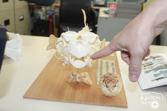 นักวิชาการประมงแจง"ปลาปักเป้า"กัดนทท. ไม่ใช่ฉลาม