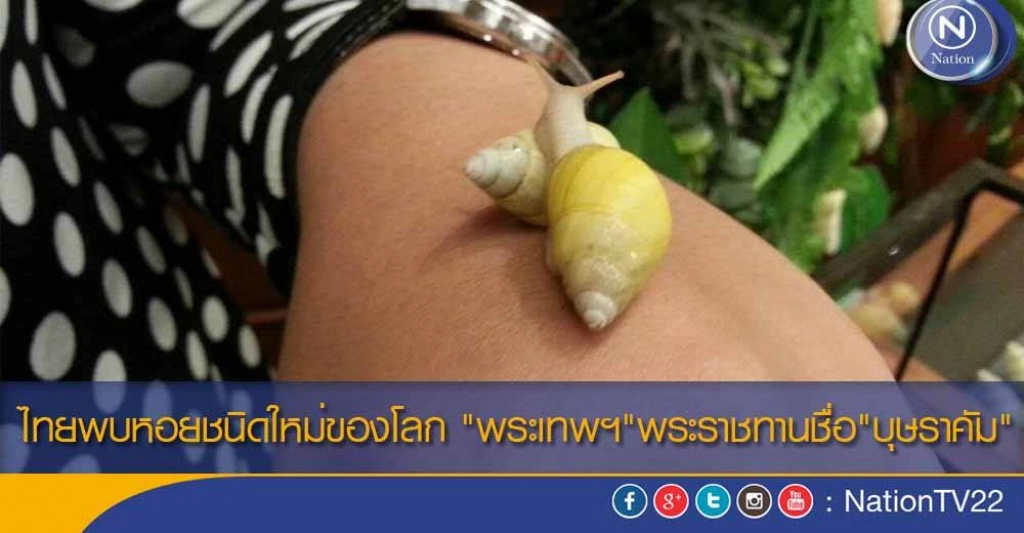 ไทยพบหอยชนิดใหม่ของโลก "พระเทพฯ" พระราชทานชื่อ"บุษราคัม"